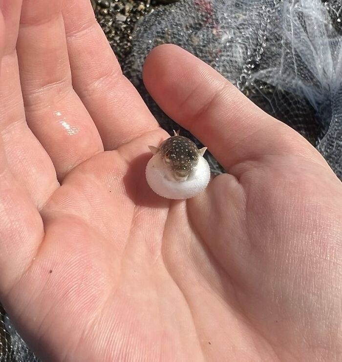 El tamaño de un pez globo bebé