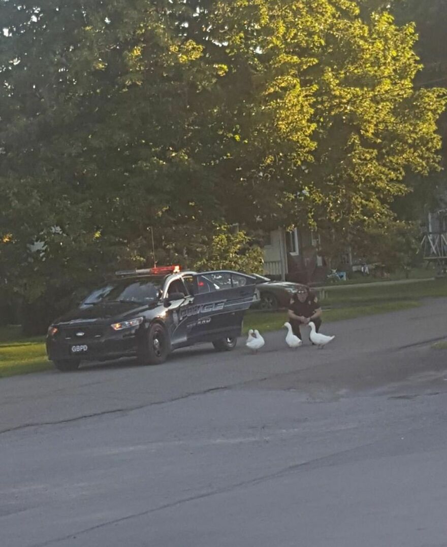 After A Quick Notice From Local Residents, These Ducks Were Arrested For Loitering In Pennsylvania. Apparently These Ducks Were Actually Domesticated And Wandered Far Away From Their Home. Moments Later, They Were Returned Safely To Their Rightful Owner