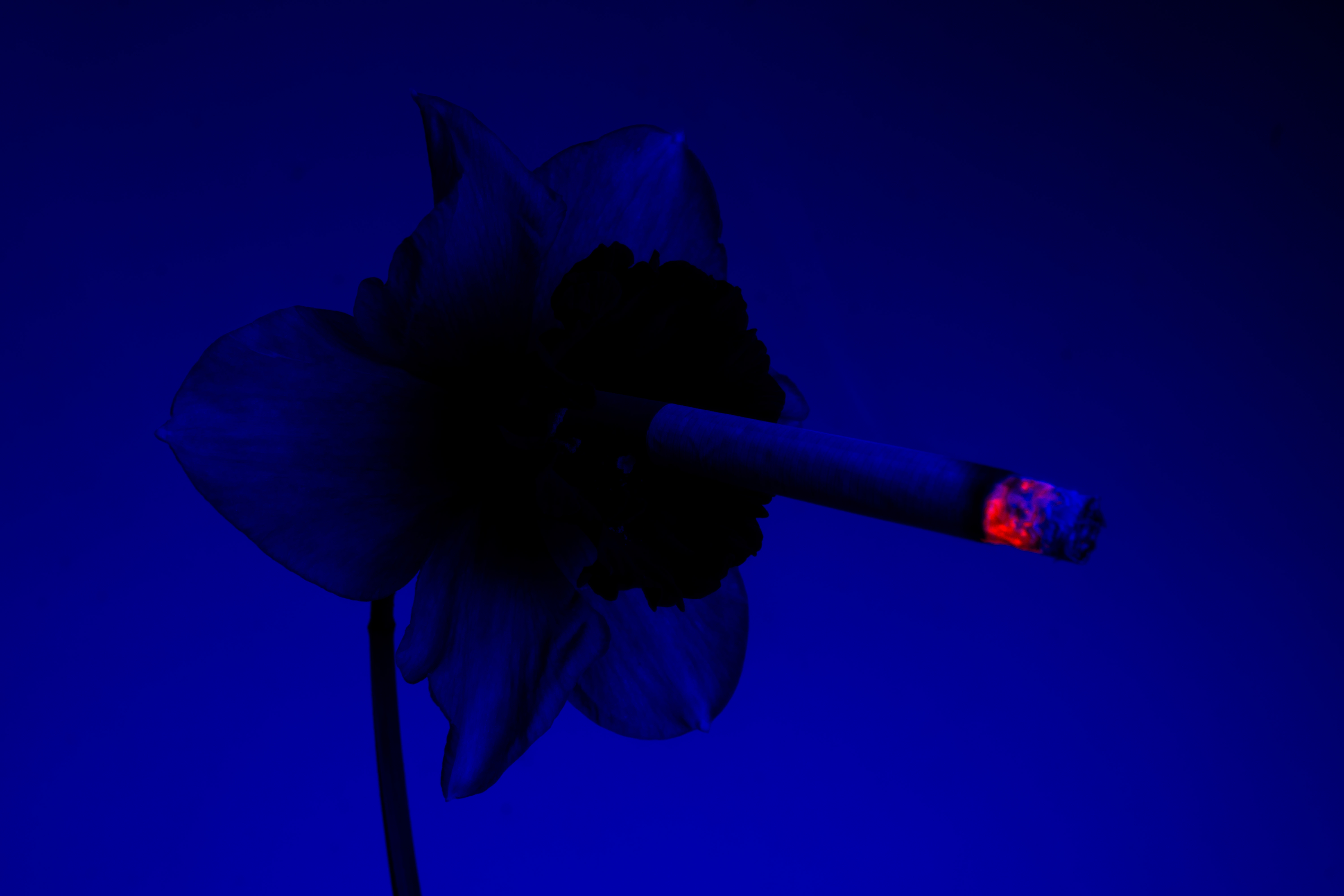 I Took 14 Photographs Of Flowers Smoking Cigarettes