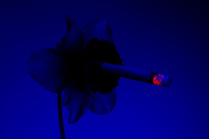 I Took 14 Photographs Of Flowers Smoking Cigarettes