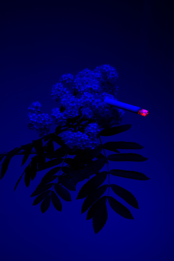 I Took 14 Photographs Of Flowers Smoking Cigarettes