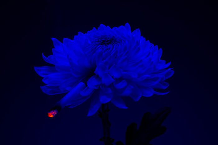 I Took 14 Photographs Of Flowers Smoking Cigarettes