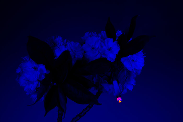 I Took 14 Photographs Of Flowers Smoking Cigarettes