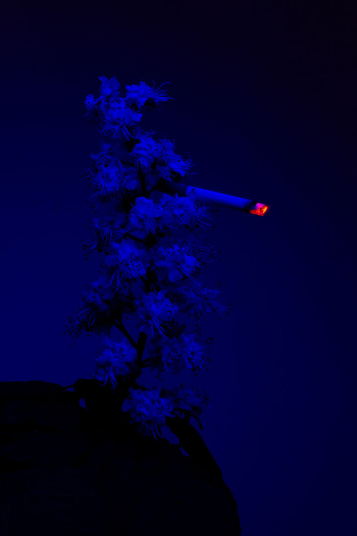 I Took 14 Photographs Of Flowers Smoking Cigarettes