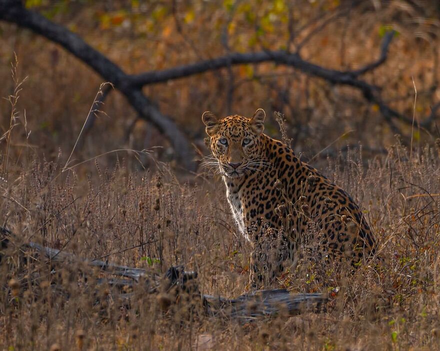 Capturing Wildlife's Essence: Ayush Singh's Visual Journey