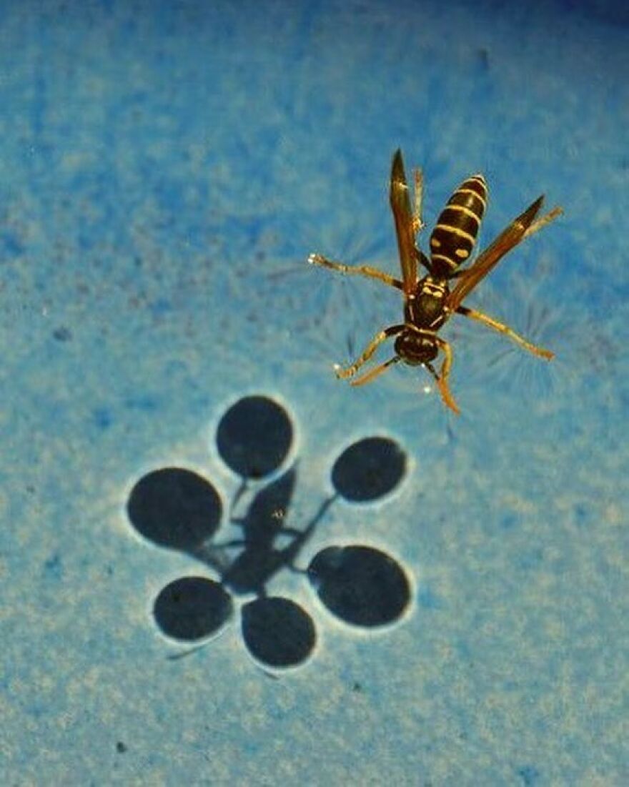 A Perfect Demonstration Of How The Wasp Is Using The Surface Water Tension Making The Shadow Look Like Circles And How Large Each Area Is That Is Holding Up Each Leg
