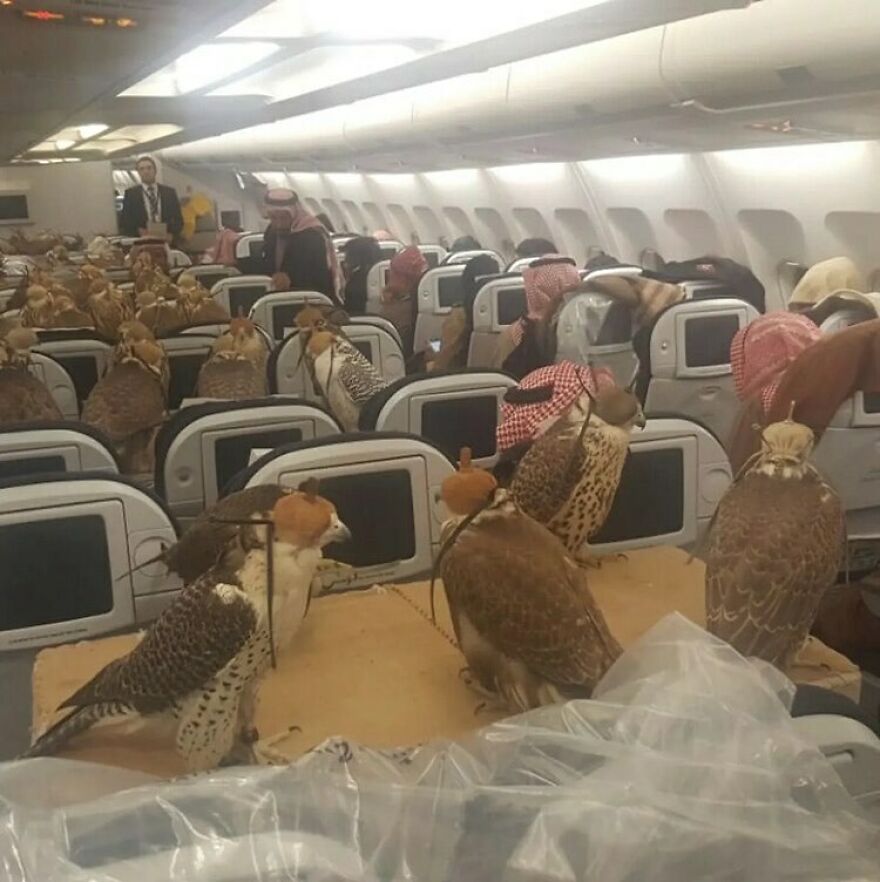 A Saudi Prince Bought Airplane Seats For All 80 Of His Falcons