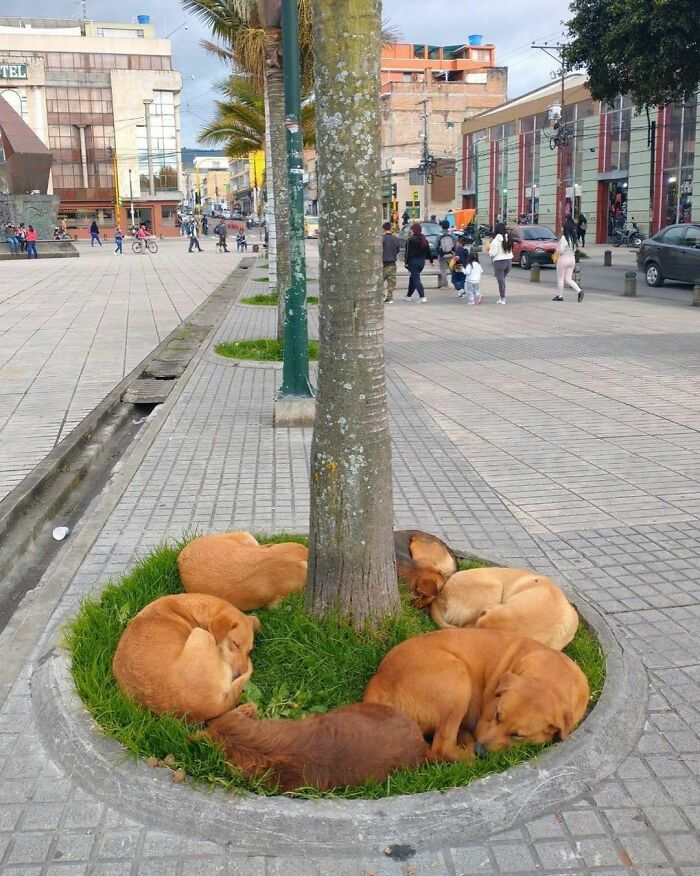 Perros callejeros en Brasil descansando juntos alrededor de un árbol