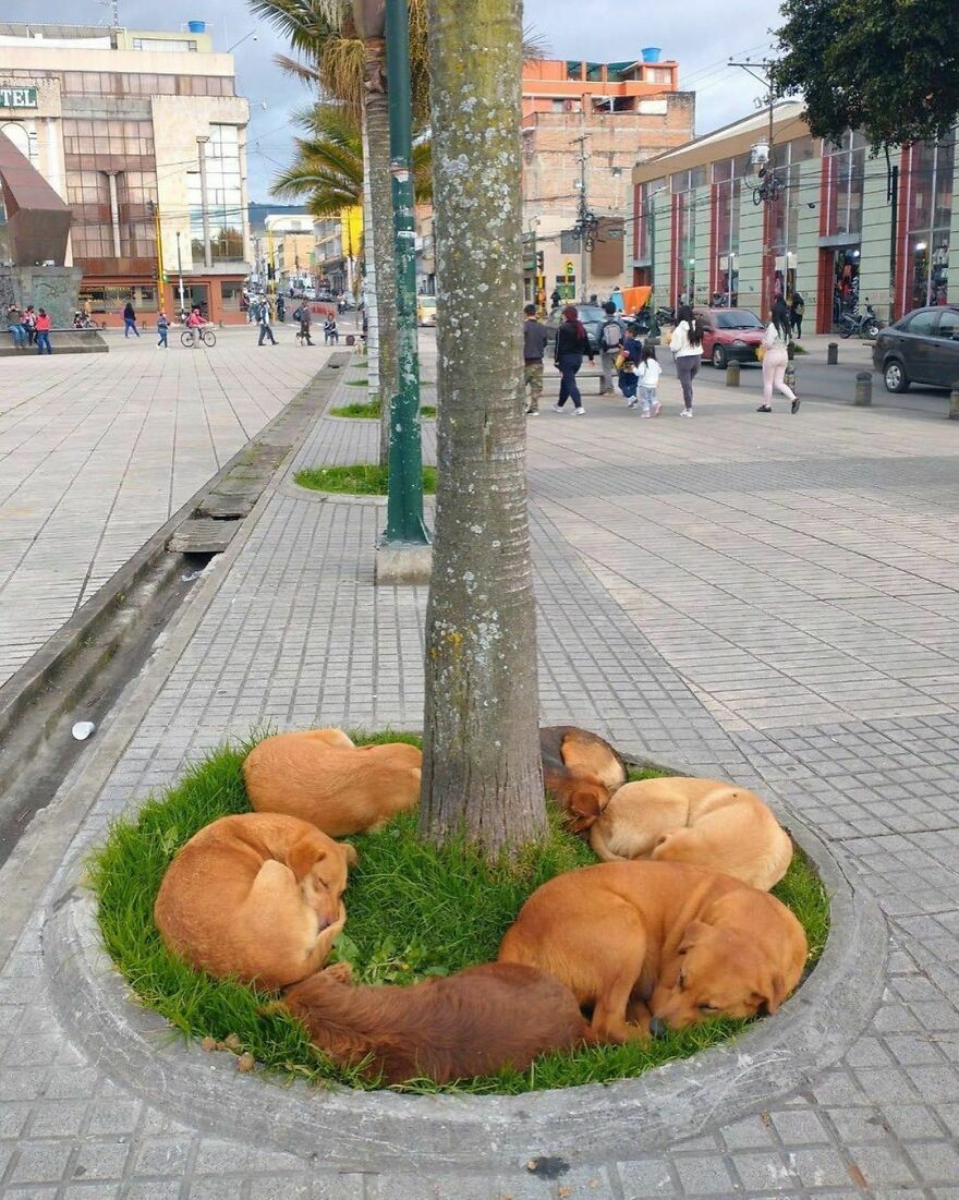 These Stray Dogs In Brazil Surround This Tree And Rest Up Together