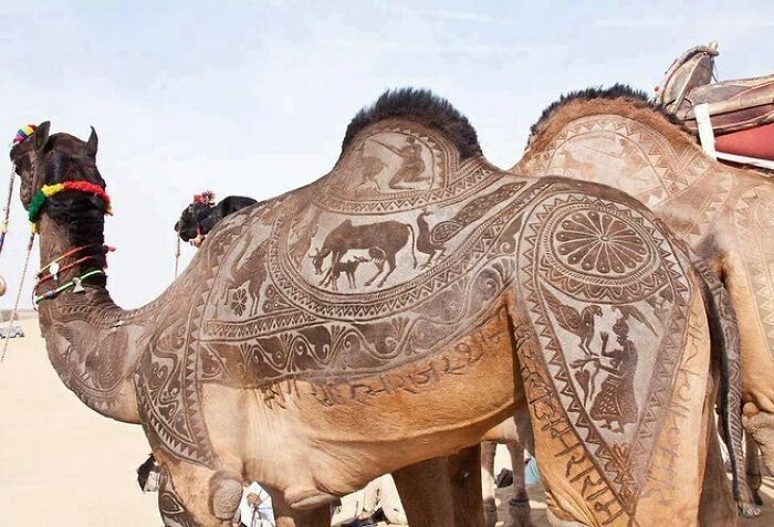 En el desierto de Thar, los nómadas están tan orgullosos de sus camellos que decoran su pelaje así