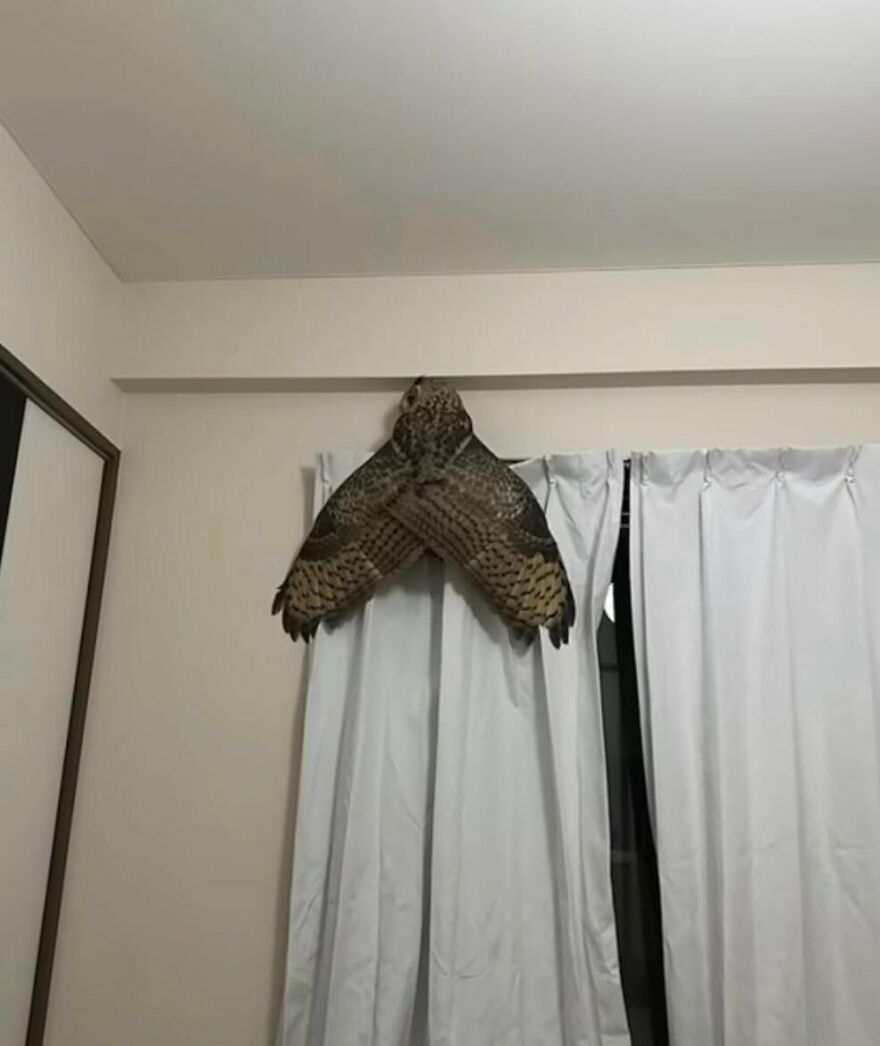 This Owl On A Curtain Looks Like A Gigantic Moth
