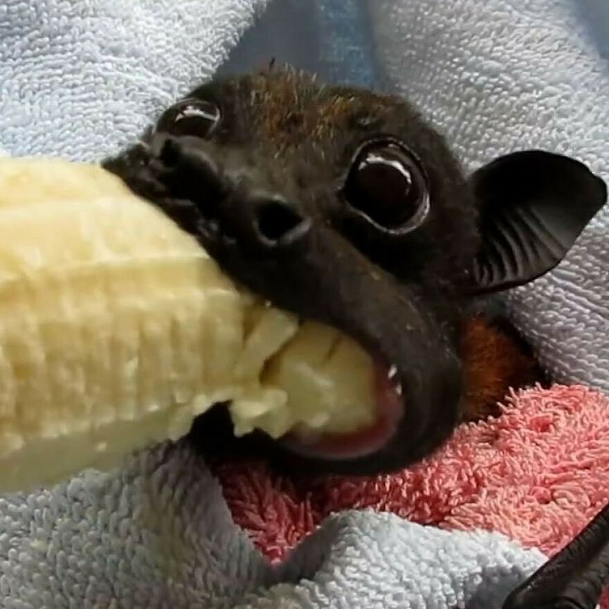 Without Bats, Say Goodbye To Bananas, Avocados And Mangoes. Over 300 Species Of Fruit Depend On Bats For Pollination