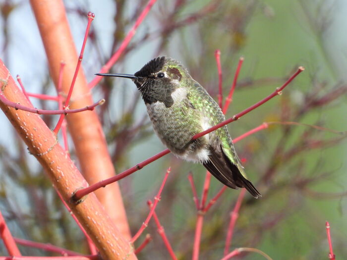 Hummingbird