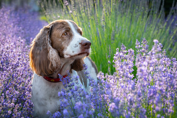 Fur And Flowers-New Hampshire Photographer Captures Images Of Dogs In Lavender