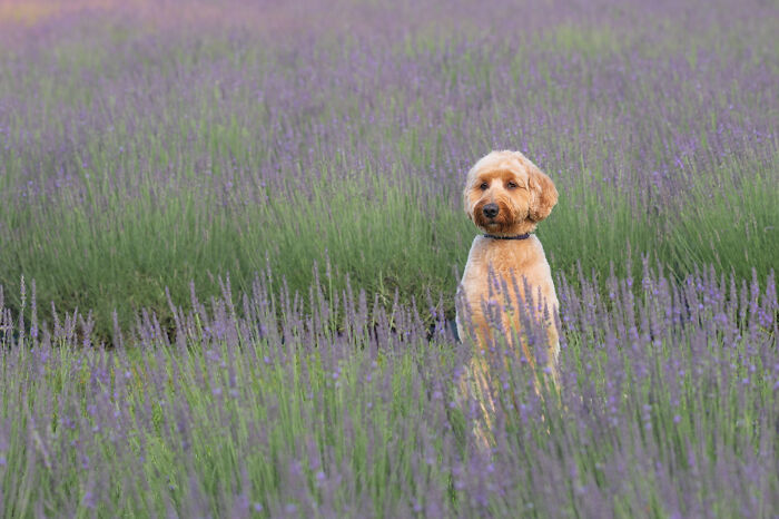 Fur And Flowers-New Hampshire Photographer Captures Images Of Dogs In Lavender