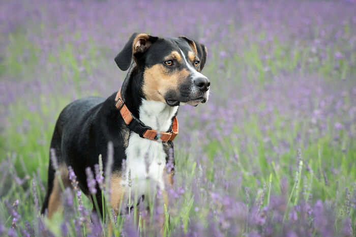 Fur And Flowers-New Hampshire Photographer Captures Images Of Dogs In Lavender