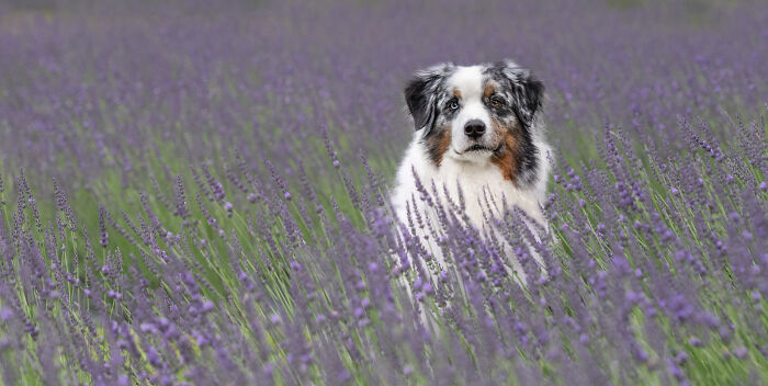 Fur And Flowers-New Hampshire Photographer Captures Images Of Dogs In Lavender