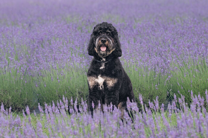 Fur And Flowers-New Hampshire Photographer Captures Images Of Dogs In Lavender