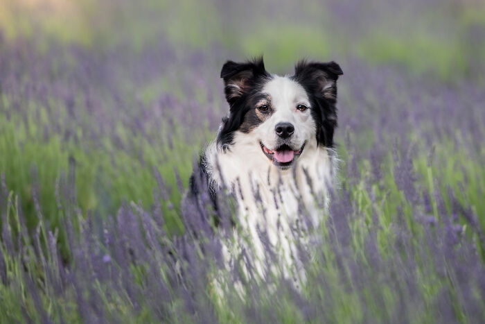 Fur And Flowers-New Hampshire Photographer Captures Images Of Dogs In Lavender