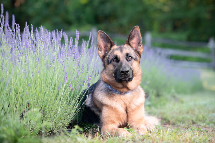 Fur And Flowers-New Hampshire Photographer Captures Images Of Dogs In Lavender