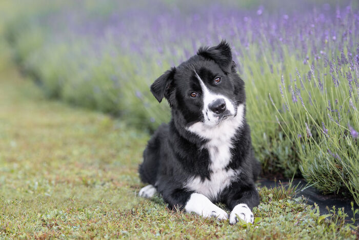 Fur And Flowers-New Hampshire Photographer Captures Images Of Dogs In Lavender