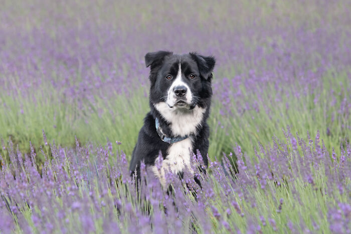 Fur And Flowers-New Hampshire Photographer Captures Images Of Dogs In Lavender