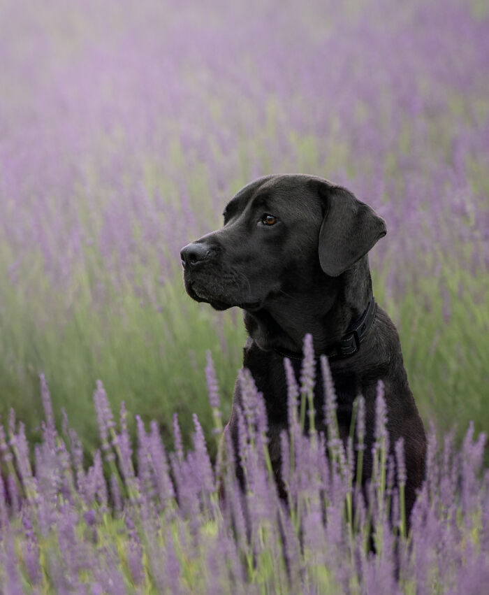 Fur And Flowers-New Hampshire Photographer Captures Images Of Dogs In Lavender