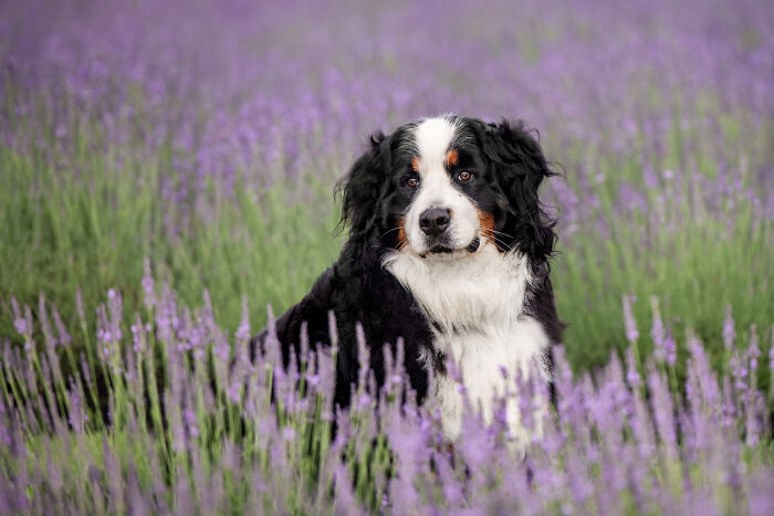 Fur And Flowers-New Hampshire Photographer Captures Images Of Dogs In Lavender