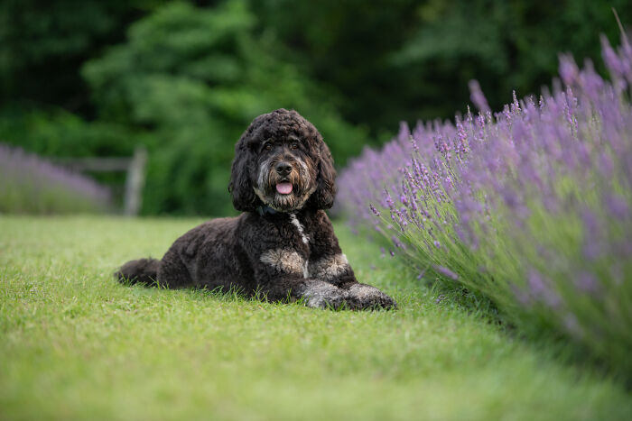 Fur And Flowers-New Hampshire Photographer Captures Images Of Dogs In Lavender