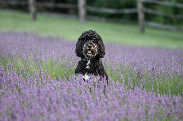 Fur And Flowers-New Hampshire Photographer Captures Images Of Dogs In Lavender