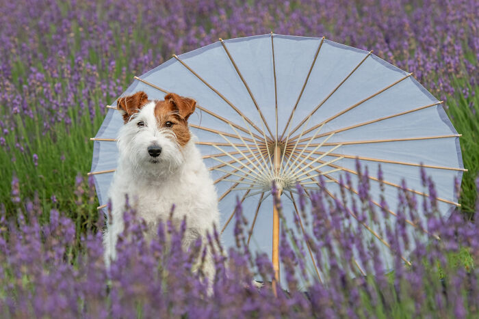 Fur And Flowers-New Hampshire Photographer Captures Images Of Dogs In Lavender