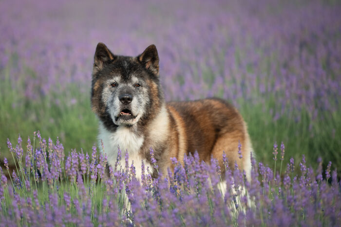 Fur And Flowers-New Hampshire Photographer Captures Images Of Dogs In Lavender