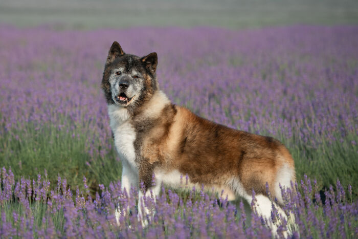 Fur And Flowers-New Hampshire Photographer Captures Images Of Dogs In Lavender