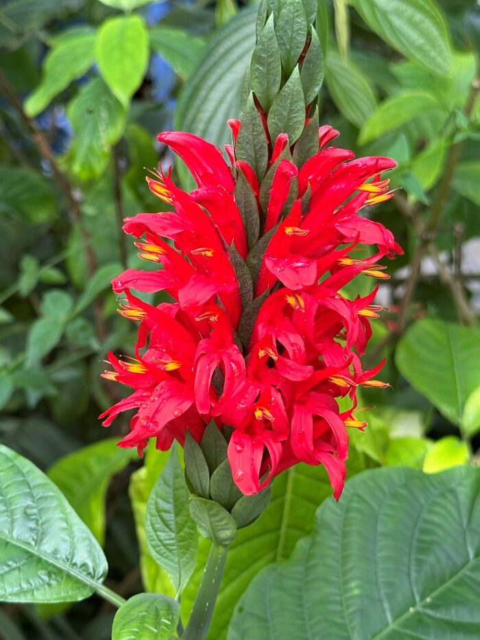 Fort Worth Botanical Gardens During Butterfly Exhibit