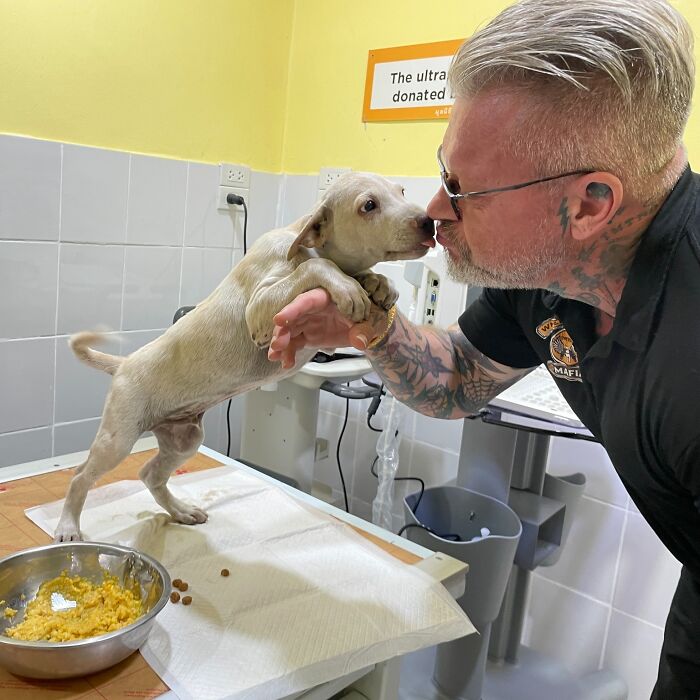 This Chef Found His True Calling Rescuing Stray Dogs In Thailand
