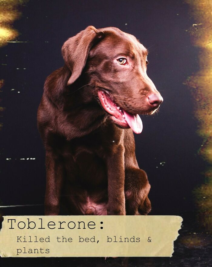 I Created A Deck Of Playing Cards With Dog Mugshots