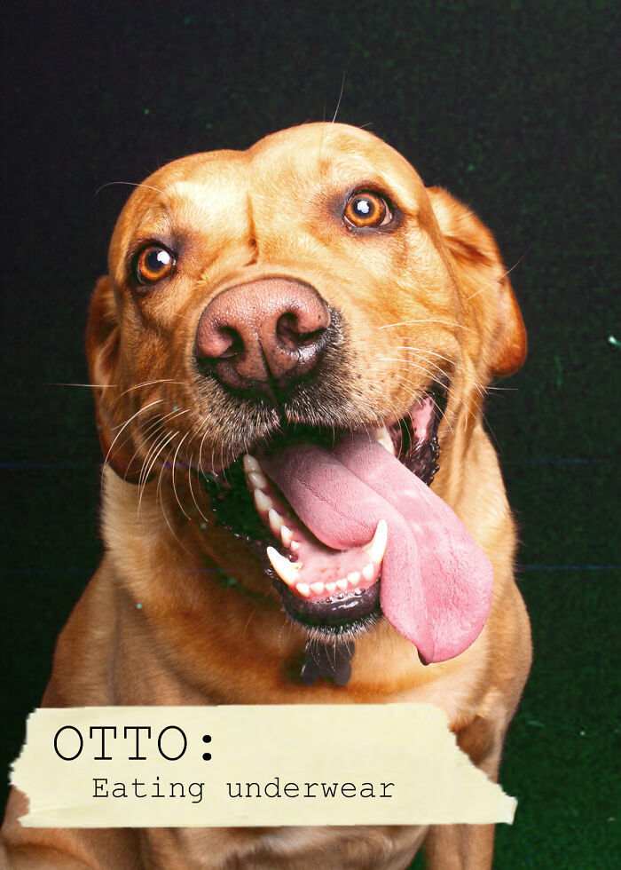 I Created A Deck Of Playing Cards With Dog Mugshots
