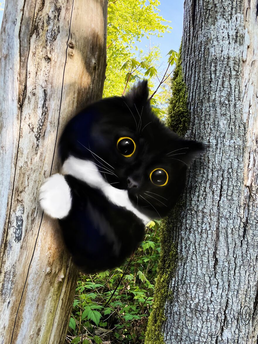 Curious Cat