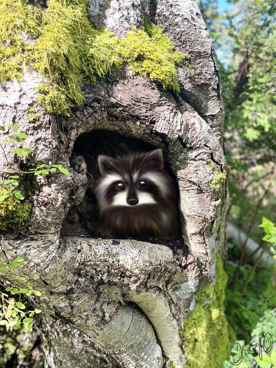 Raccoon Den