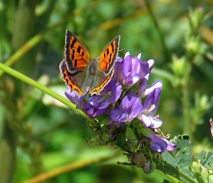 Tiny Butterfly On Tiny Flovers