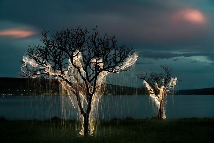 Light Drips From Trees In Long-Exposure Photos By Vitor Schietti (21 Pics)