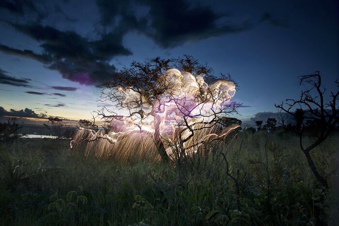 Light Drips From Trees In Long-Exposure Photos By Vitor Schietti (21 Pics)