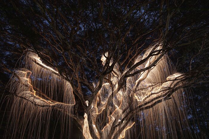 Light Drips From Trees In Long-Exposure Photos By Vitor Schietti (21 Pics)