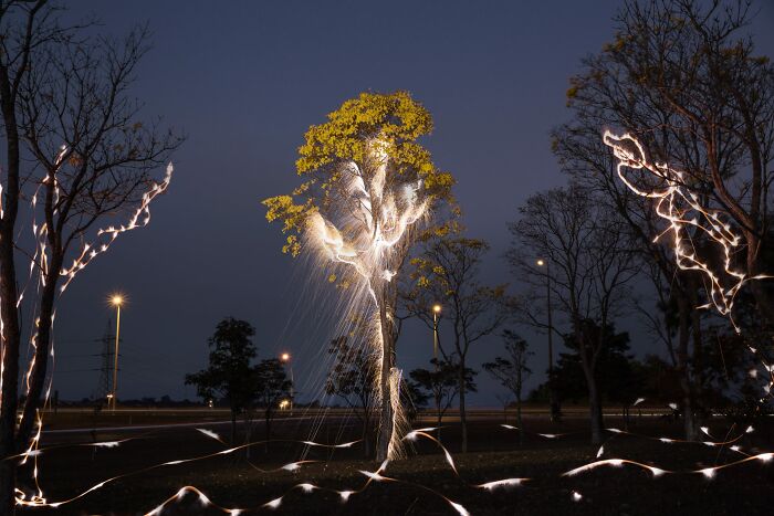 Light Drips From Trees In Long-Exposure Photos By Vitor Schietti (21 Pics)