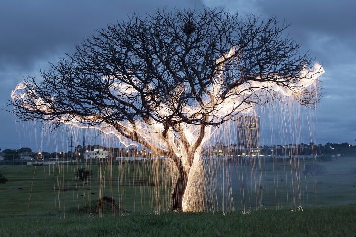 Light Drips From Trees In Long-Exposure Photos By Vitor Schietti (21 Pics)