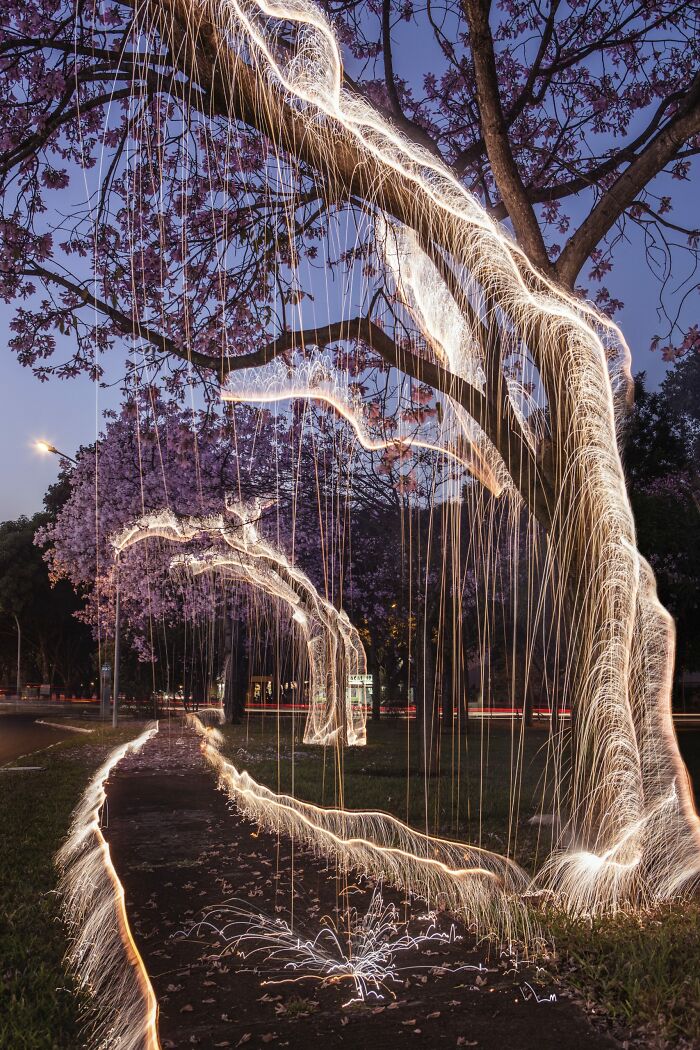 Light Drips From Trees In Long-Exposure Photos By Vitor Schietti (21 Pics)