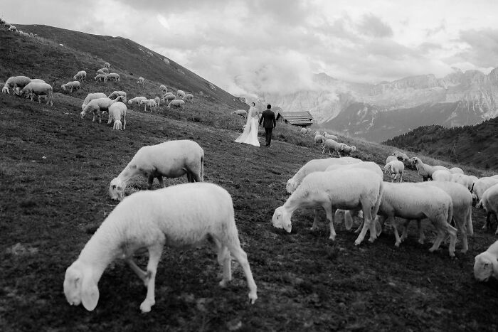 Bride and groom walking among sheep on a mountain, showcasing one of the best destination wedding photos of 2024.