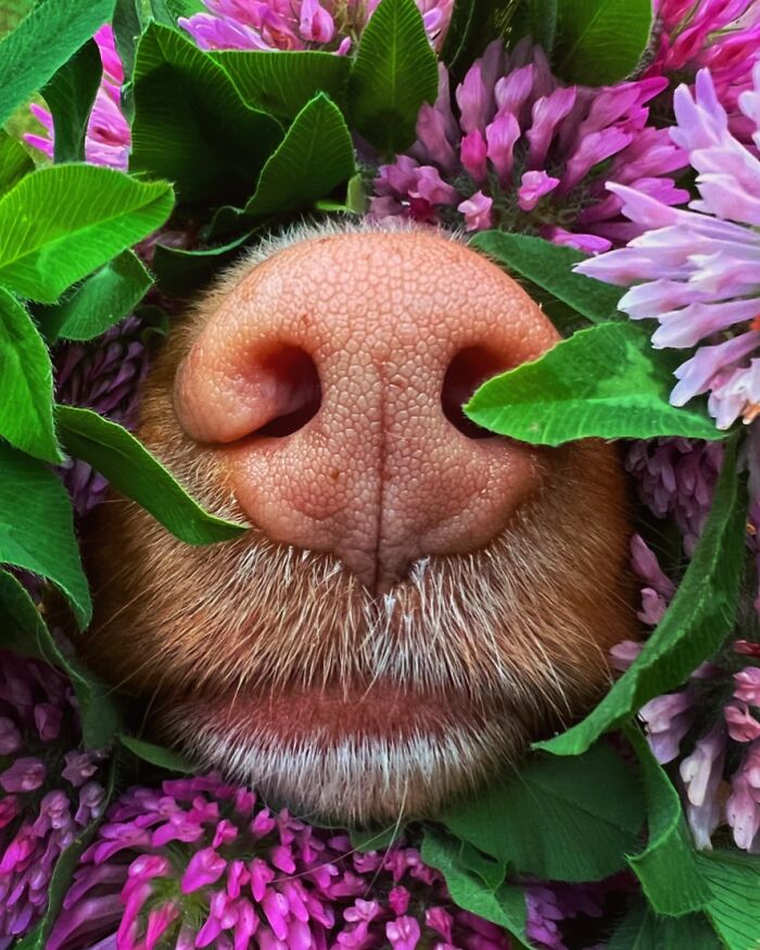 Meet Milo, The Adorable Dog Who Uses His Nose To Inspire Incredible Photographs (28 Pics)