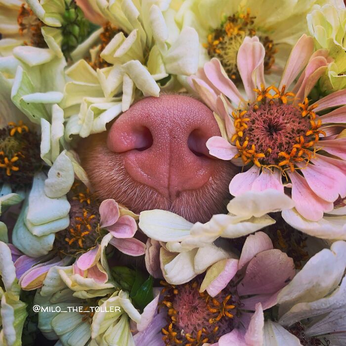 Meet Milo, The Adorable Dog Who Uses His Nose To Inspire Incredible Photographs (28 Pics)