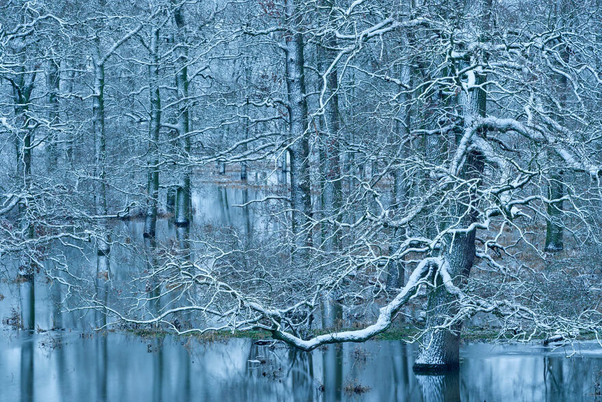 Overall Winner: "Winter Flood In A Riparian Forest" By Dieter Damschen